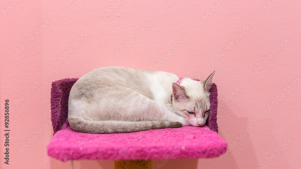 Fototapeta premium A beautiful cat lie down on a bed.