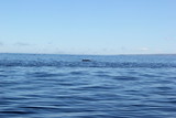 Ein Zwergwal präsentiert beim Whale Watching auf Island seine Finne