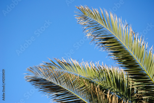foglie di cycad che si stanno seccando sulle punte, fotografate contro un bel cielo azzurro. photo
