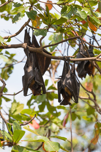 Flying foxes hanging on a tree.