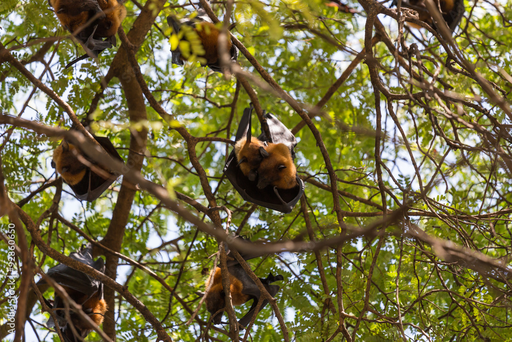 Flying foxes hanging on trees. Flying foxes hanging on trees.
