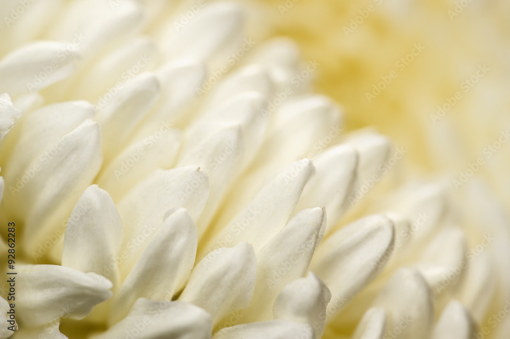Chrysanthemum abstract background Chrysanthemum abstract background