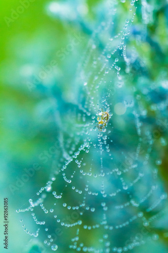 Spider web © magicphotography