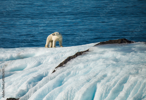 Save polar bear in arctic
