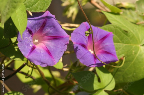 Petunia Flower