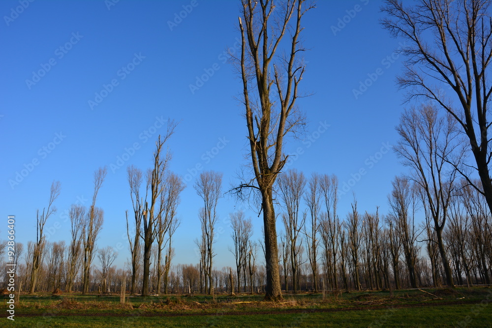 Sturmschäden Sturmschäden