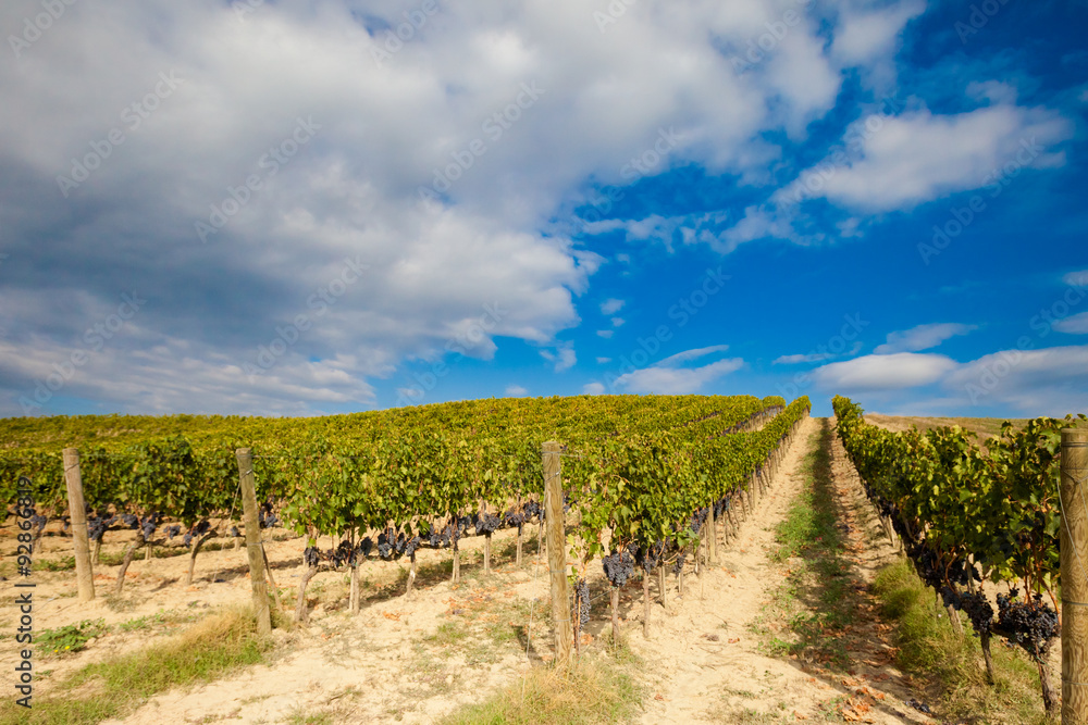 Beautiful autumn Tuscany vineyards view
