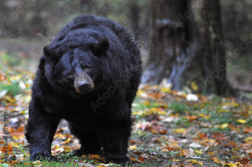 Black Bear shaking water off fur