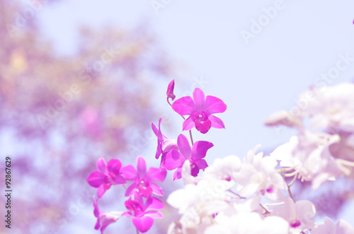Orchid flowers in soft blur bokeh for background.