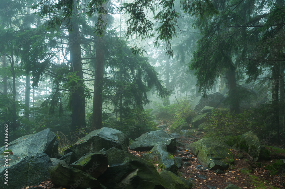 Obraz premium fog in forest