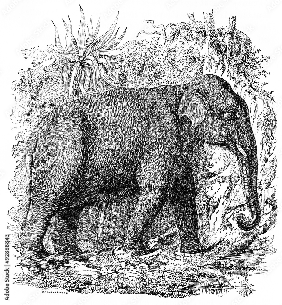 Obraz premium Elephant in India, vintage engraving.