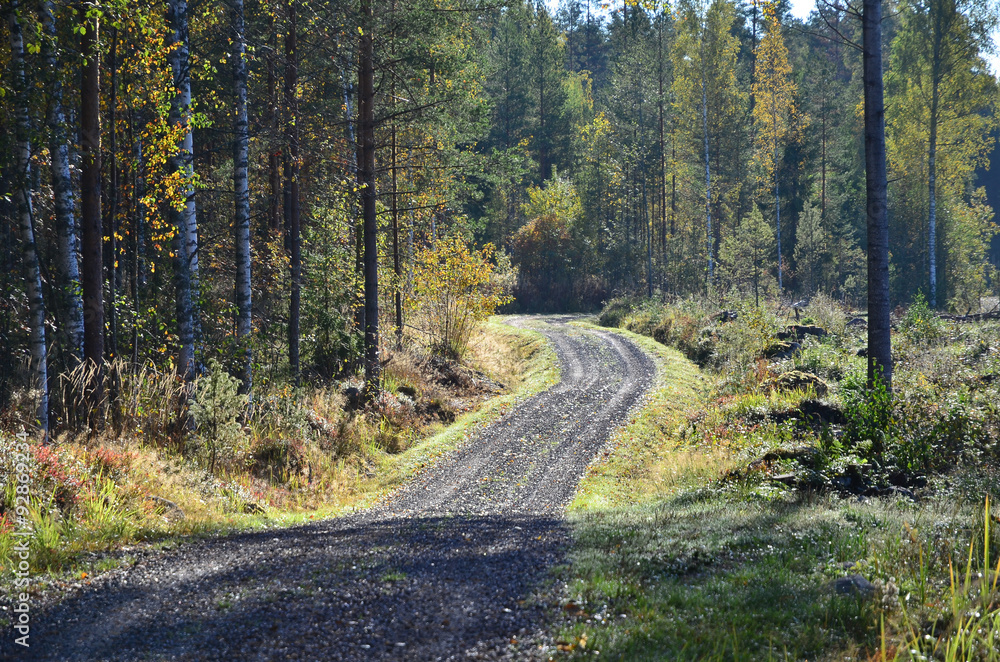 Fototapeta premium Dirt road vanishes in forest.