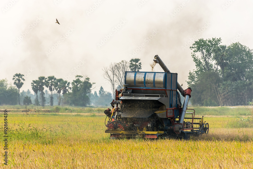 Fototapeta premium harvest