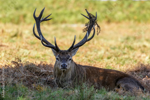 Red Deer stag resting among the dead Ferns.