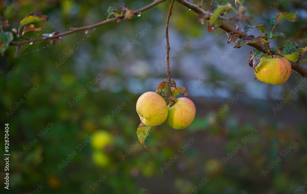 Apples in a fruit tree in a garden