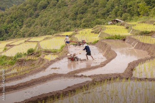 Rice farmers on rice field on terraced in north Thailand, Mae ja