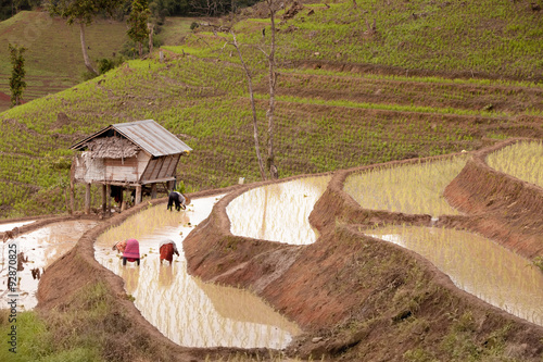 Rice farmers on rice field on terraced in north Thailand, Mae ja