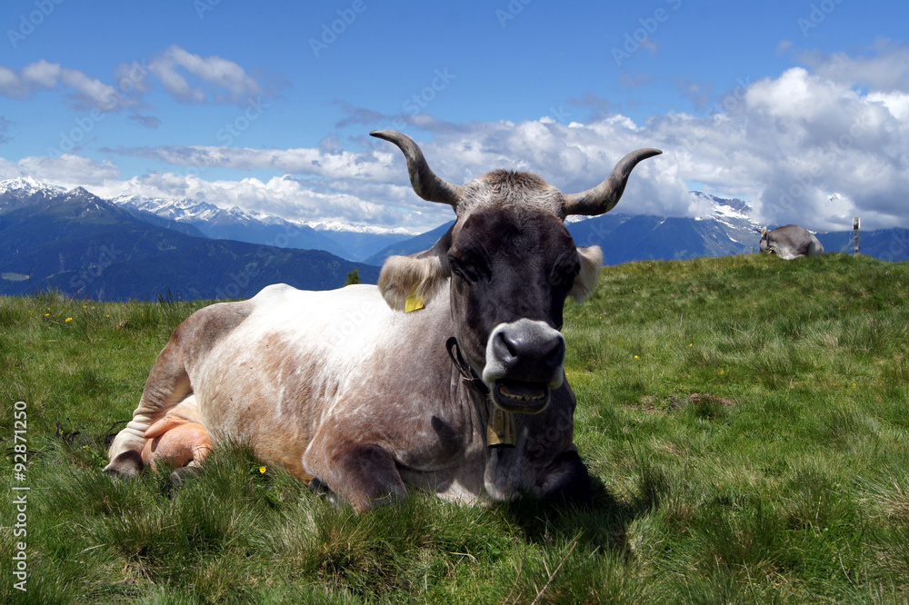 Glückliche Kuh, Südtirol