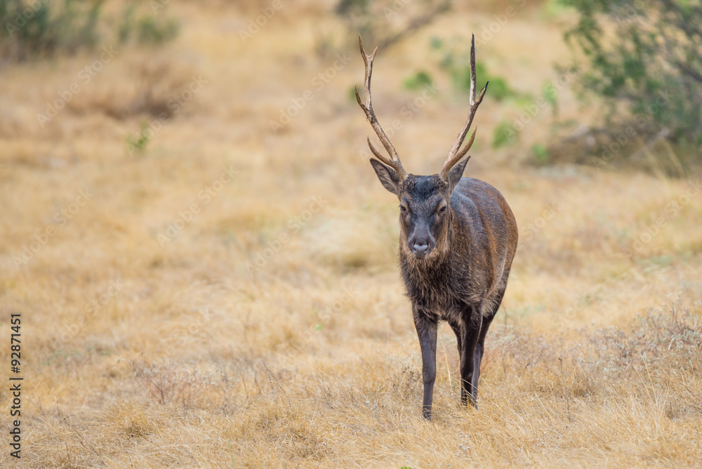 Japanese Deer Buck Japanese Deer Buck