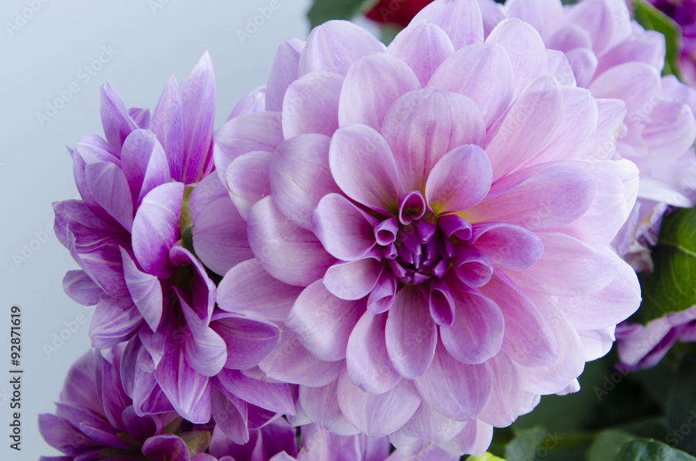Dahlias Dahlias