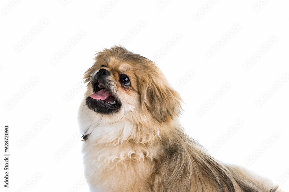 Pekingese Pekingese