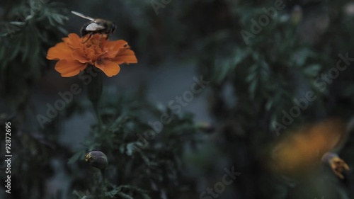 A bee pollinates a flower in close-ups. And flies finished their photo