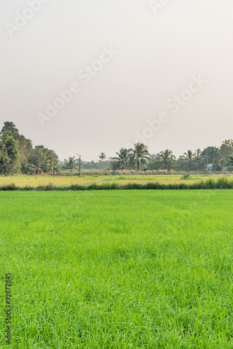 Fotografie ricefield