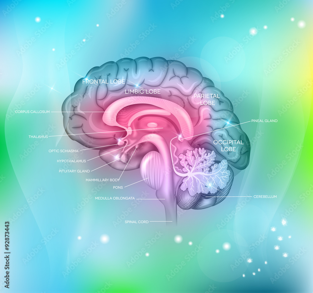 Human brain on a abstract light blue background, detailed colorf Stock ...