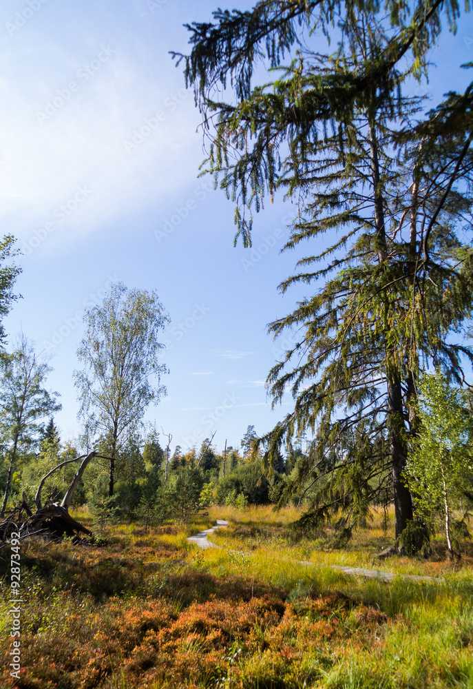 Fototapeta premium Birkensee / Moor im Herbst