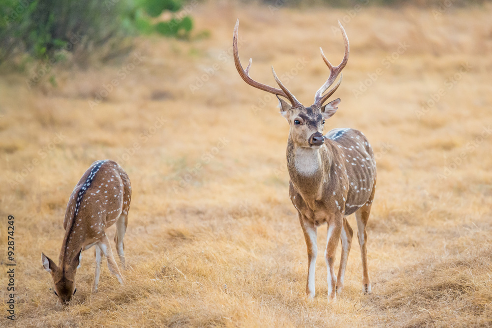 Fototapeta premium Chital Deer