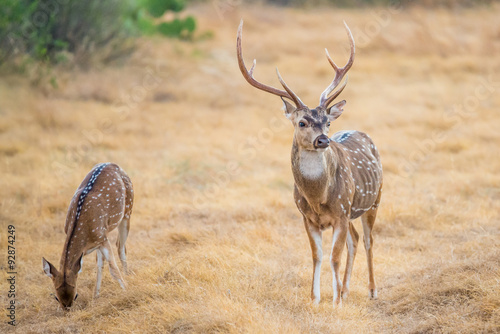 Chital Deer