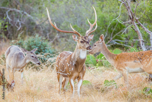 Spotted Deer Buck