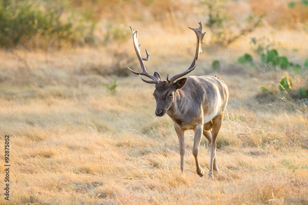 Wild Fallow Buck