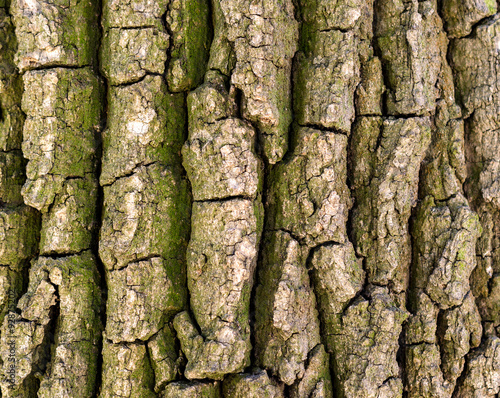 Tree texture close up