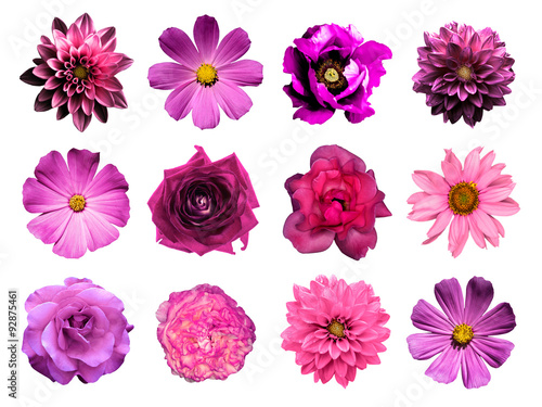 Mix collage of natural and surreal pink flowers 12 in 1  dahlias  primulas  perennial aster  daisy flower  roses  peony isolated on white