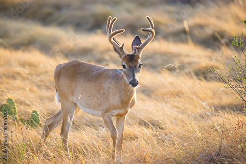 Wild Deer buck © GizmoPhoto