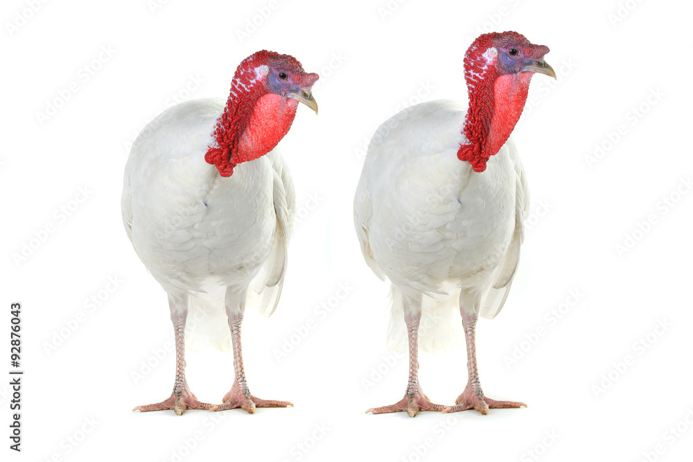 Obraz premium TwoTurkey