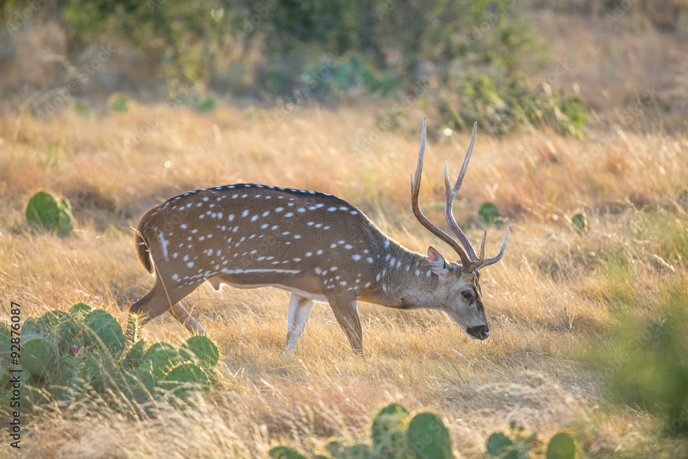Fototapeta premium Spotted Deer