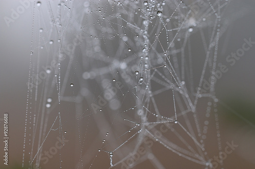 spider web in the forest