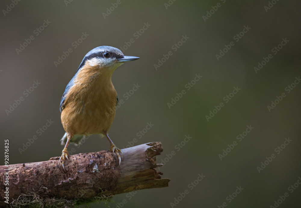 Fototapeta premium Sittelle torchepot