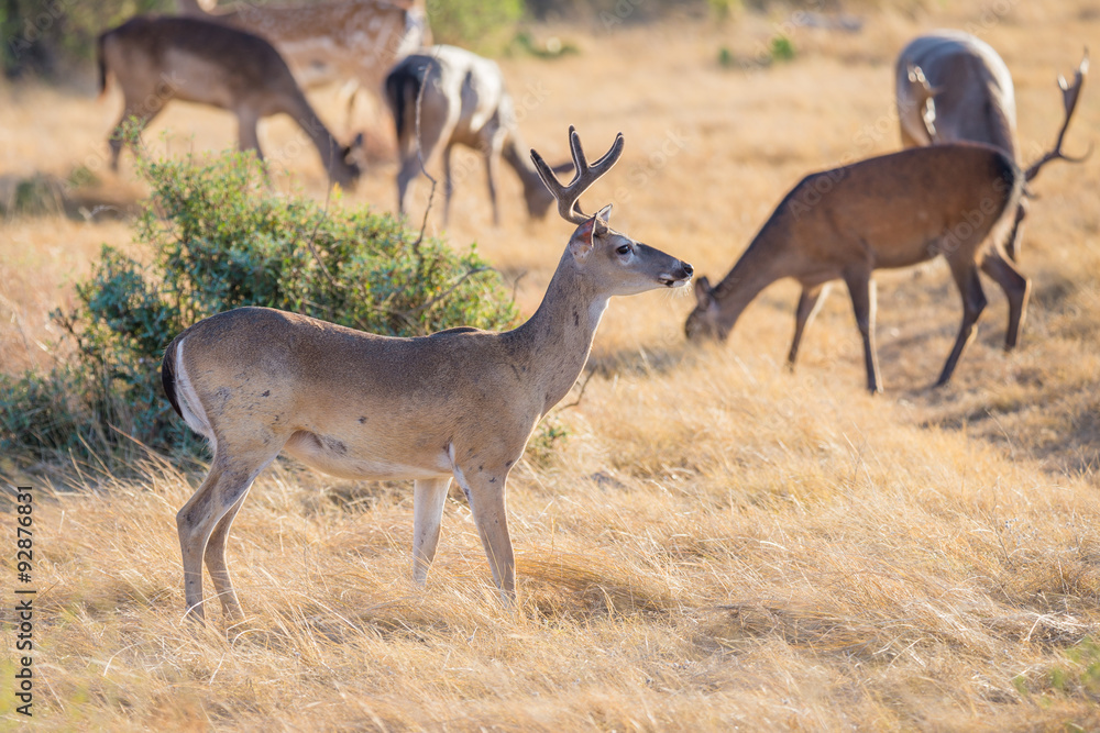 Naklejka premium White-Tailed Buck
