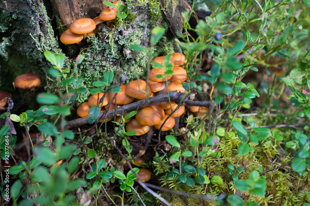 Mushrooms are growing on a stump in the forest. Mushrooms are growing on a stump in the forest.