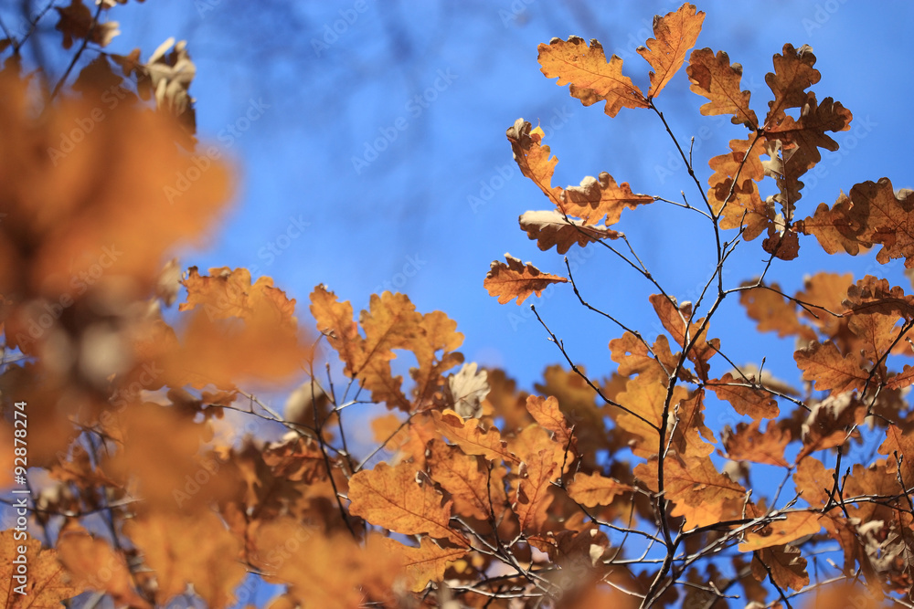 leaf fall in autumn park landscape leaf fall in autumn park landscape