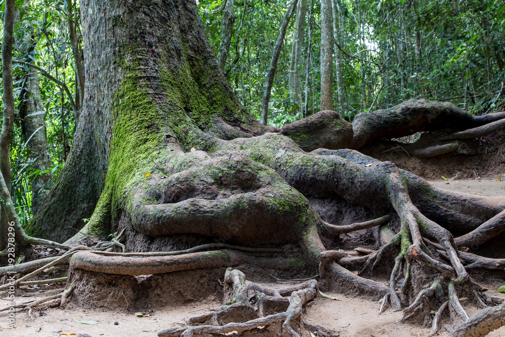 Root of big tree Root of big tree