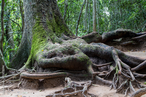 Root of big tree