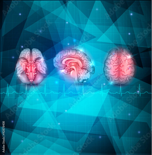 Human brain detailed anatomy from different views