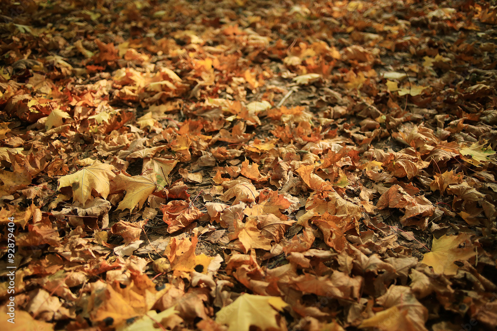 Autumn texture of yellow fallen leaves Autumn texture of yellow fallen leaves