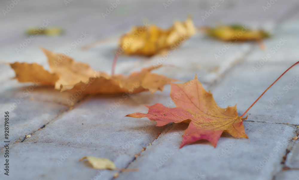 Autumn maple leaves on the pavement Autumn maple leaves on the pavement
