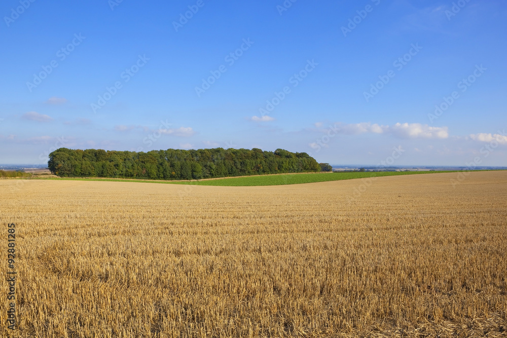 Naklejka premium wolds view and small copse