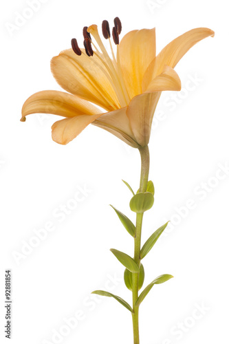 Fototapeta Naklejka Na Ścianę i Meble -  lily